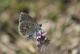<p>MODRÁSEK JETELOVÝ (Polyommatus bellargus) jižní Morava - Poudřanská step --- /Adonis blue - Himmelblauer Bläuling/</p>